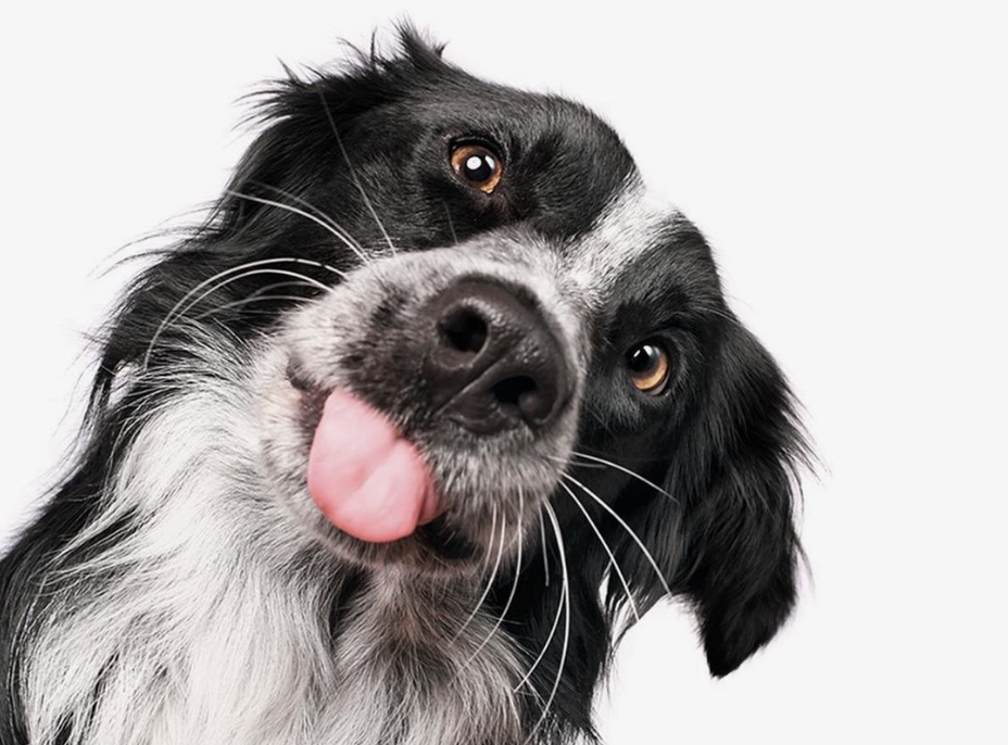 Resep Bone Broth Lezat Untuk Meningkatkan Kesehatan Dan Energi Anjing Anda